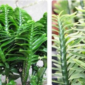 Pedilanthes-green-plant-trivandrum