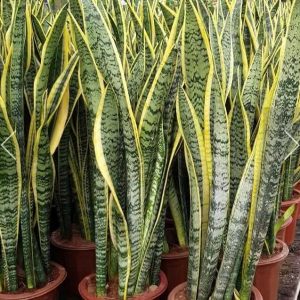 Sansevieria(snake plant)-near trivandrum